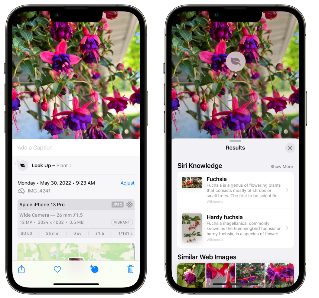 筠连苹果手机维修分享小技巧：使用 iPhone 相机识别花卉植物 